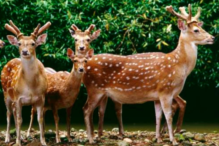 宜蘭農場投毒案再起風波！王姓男子惡行曝光　張美阿嬤農場澄清無關