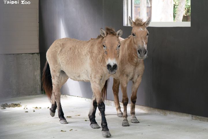 馬年「搬馬」住新家　北市動物園蒙古野馬地盤擴大
