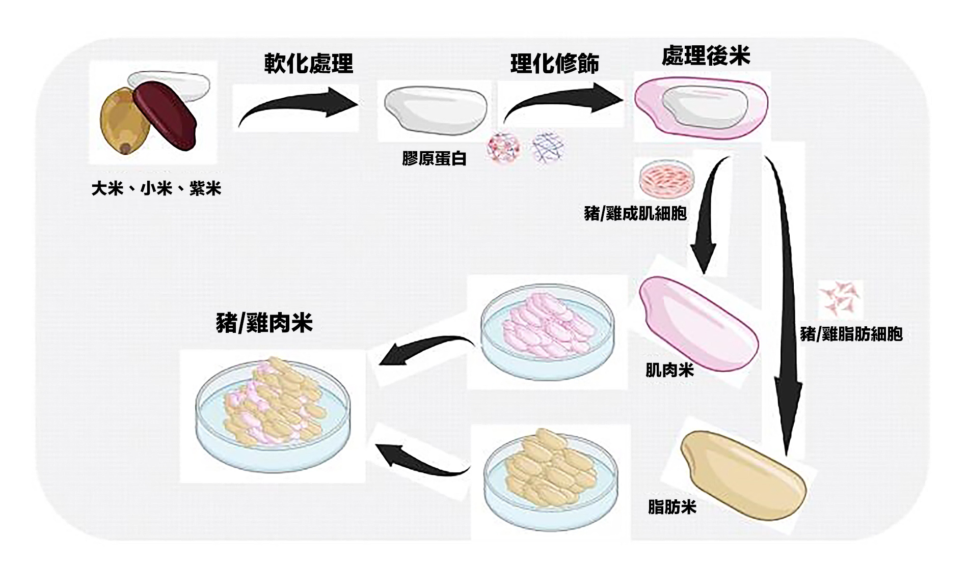 雞肉米、豬肉米製作原理圖。圖/取自中國肉類食品綜合研究中心、北京食品科學研究院