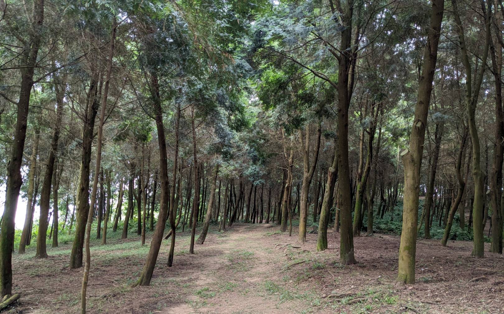 林業試驗所盤點台灣私有林發現占比約6.5％。圖/林試所提供