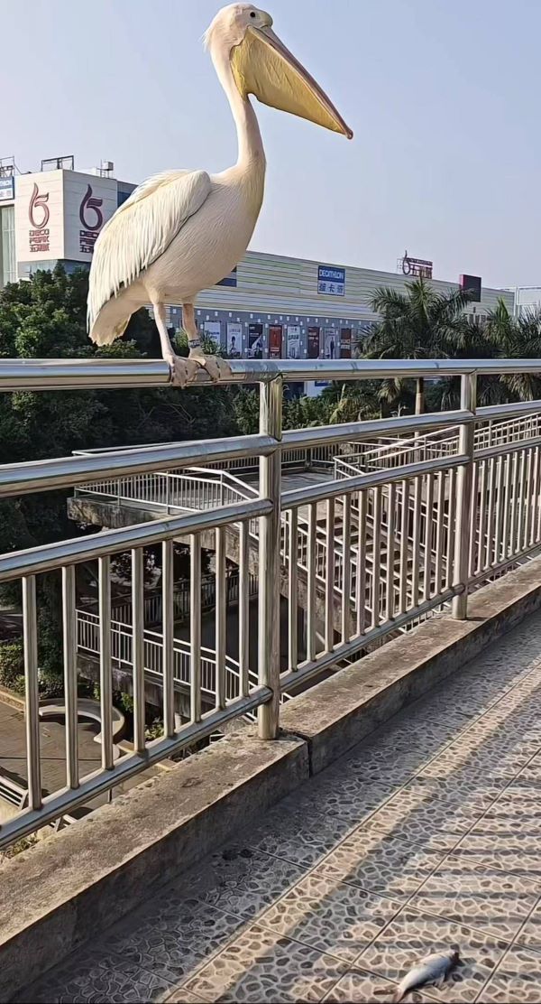 從動物園「出逃」的鵜鶘,站在大橋欄桿上左顧右盼,護欄旁地面還放著一條魚。圖/取自極目新聞