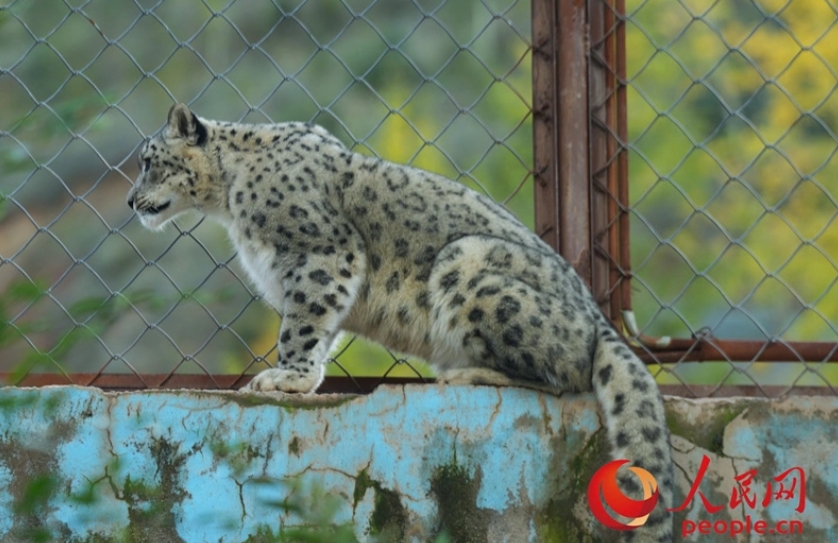 西寧野生動物園救護的雪豹。圖/取自人民網