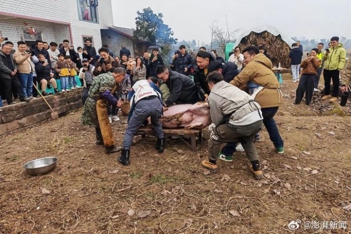 村民、外地遊客、自媒體拍攝者混在一起幫忙殺豬，舞龍、煙火輪番上陣，場面宛如過年。圖/取自澎湃新聞微博