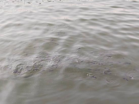 伴隨著一顆顆魚飼料如雨滴般落入水中，水面頓時晃動起來，一條條魚兒爭相聚攏過來搶食，搖頭擺尾激蕩得水花四濺。圖/取自中新網