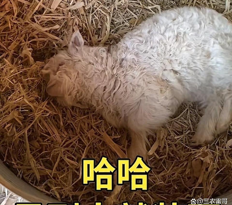 羊主人表示，小羊身體狀況正常，「牠就是看到大人會『死』，跟小孩玩就完全沒事」。圖/取自三農雷哥微博