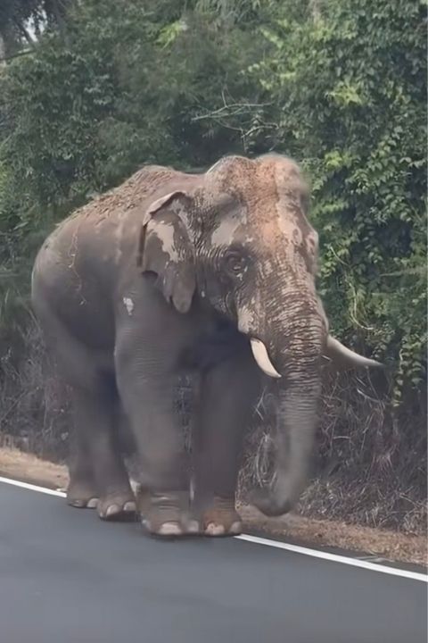  大象蘇隆在森林與道路間緩慢前進，從原本被遷移的地點一路往吉蘭丹方向移動。圖/取自地球情報猿影片