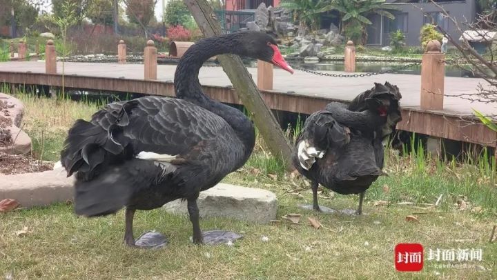 廣漢中學養的黑天鵝,在草地自在地漫步。圖/取自封面新聞