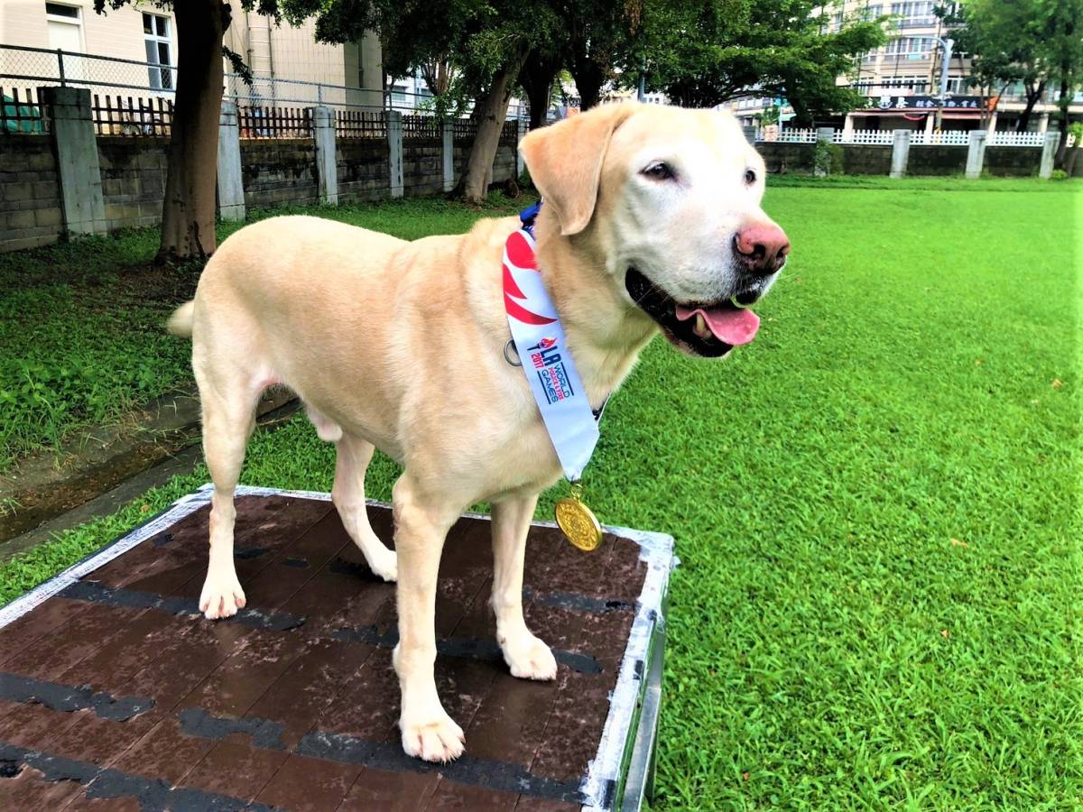 搜救犬拉拉Roger，從於2023年代表台灣參加IRO搜救犬世界盃錦標賽。圖/取自高市消防局特搜中隊搜救犬隊