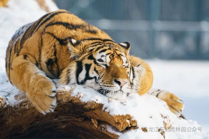 東北虎林園園區日均接待量突破萬人次,投餵活動異常頻繁。部分老虎出現飽食、不願進食的情況。圖/取自東北虎林園公眾號