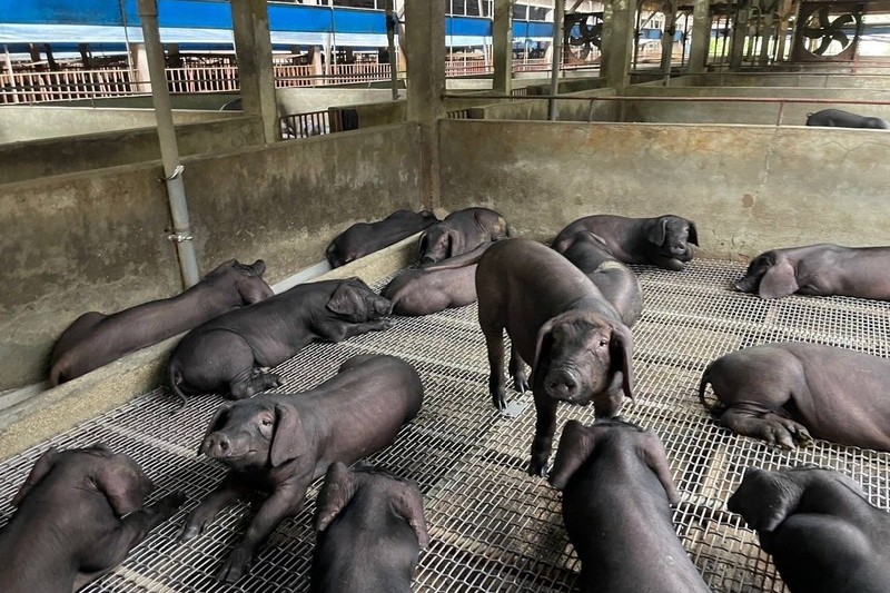 政院拍板　養豬廚餘1年落日條款「後年起全禁止」