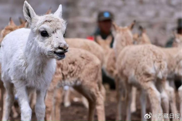 藏羚羊寶寶出生就要「逃命」　高原動物落地的生死考驗