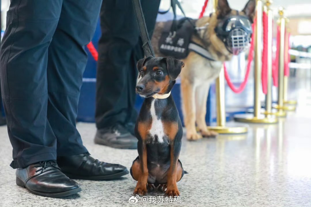 迷你警犬「艾米麗」認真執勤。圖/取自我蘇特稿微博