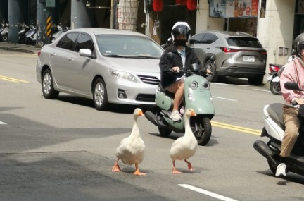 2隻肥鵝未牽繩車道逛大街！飼主嗆：出車禍我負責