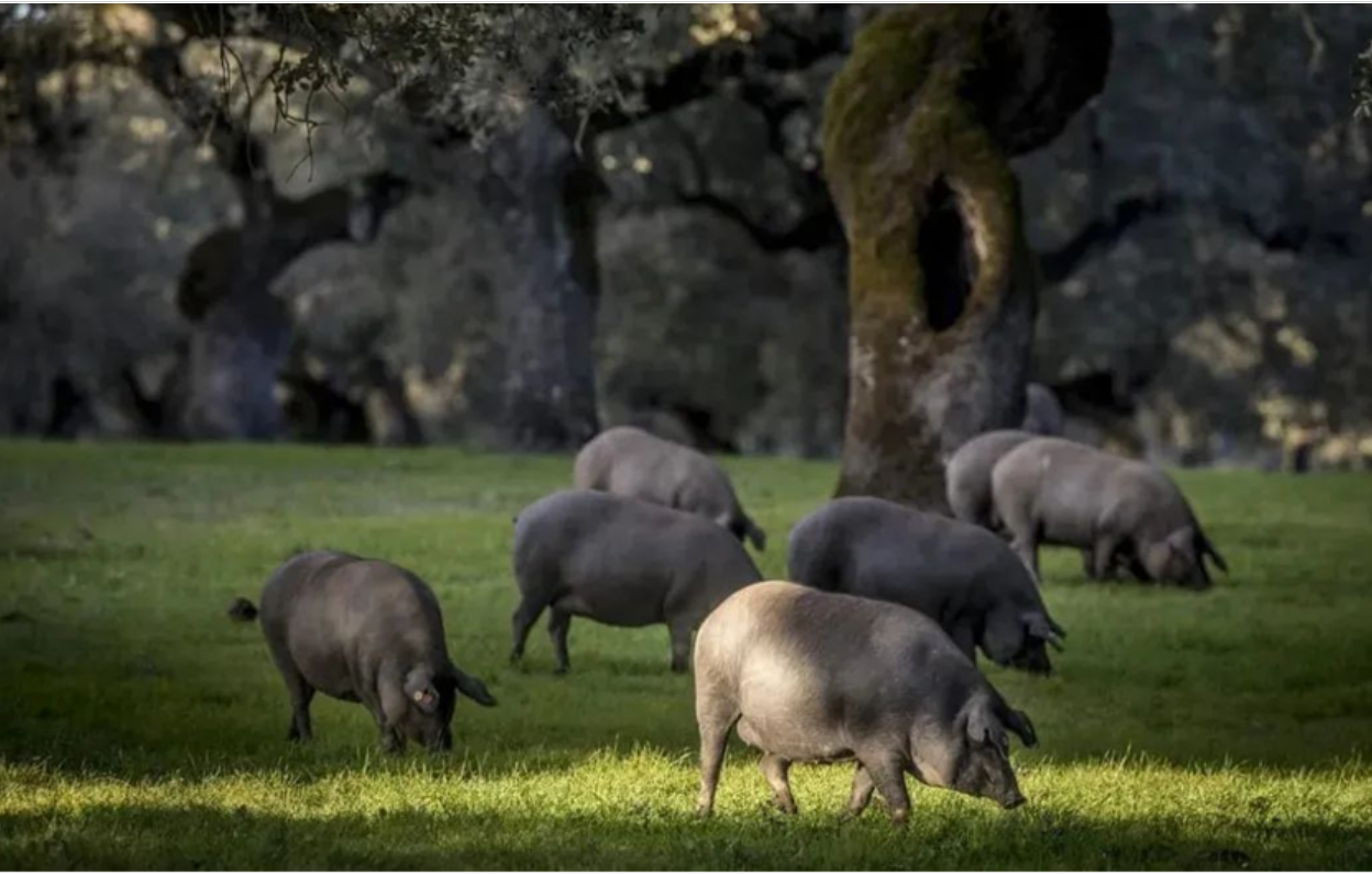 西班牙事隔30年再爆發非洲豬瘟。圖/取自中國網