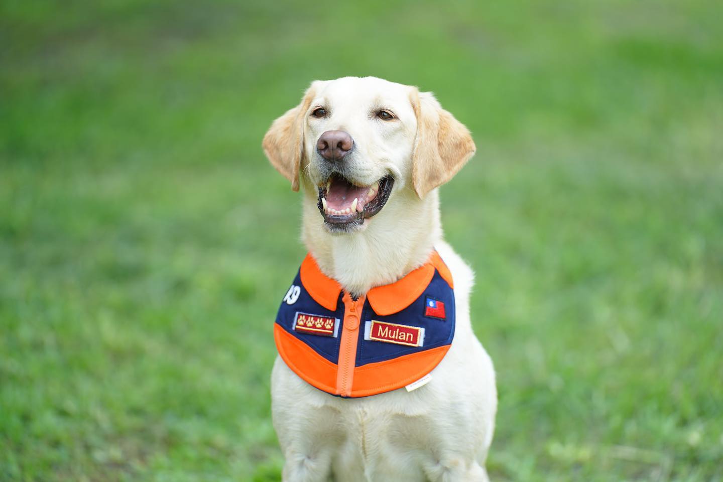 優秀勇敢的英雄搜救犬木蘭雖然病逝，卻是搜救隊員心中永遠的驕傲。圖/Ntfd-K9 大埔分隊 臉書