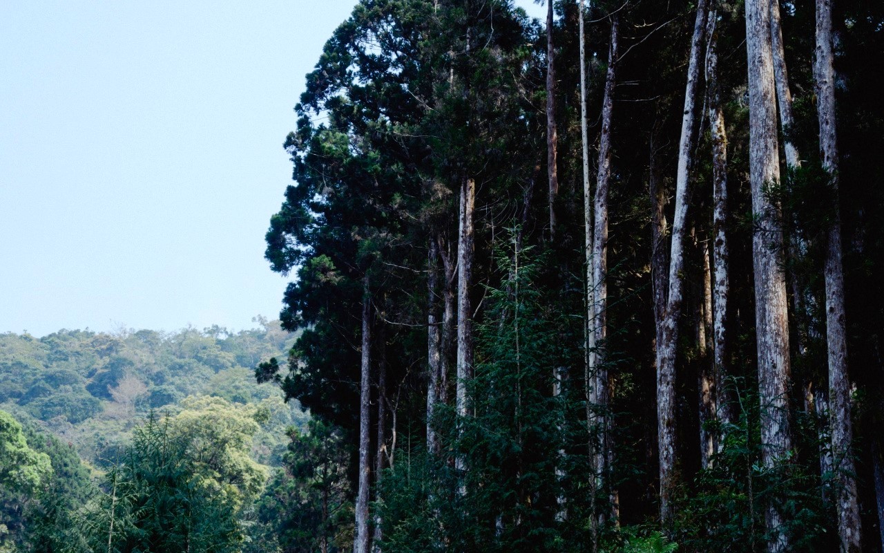 「解碼山林——紅檜、臺灣杉及臺灣肖楠」系列精油產品是結合在地山林元素研製而成的。圖/取自樸草園官方網站