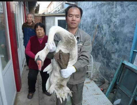 救護員從市民家中救護撿到的疣鼻天鵝。圖/北京市野生動物救護中心網站