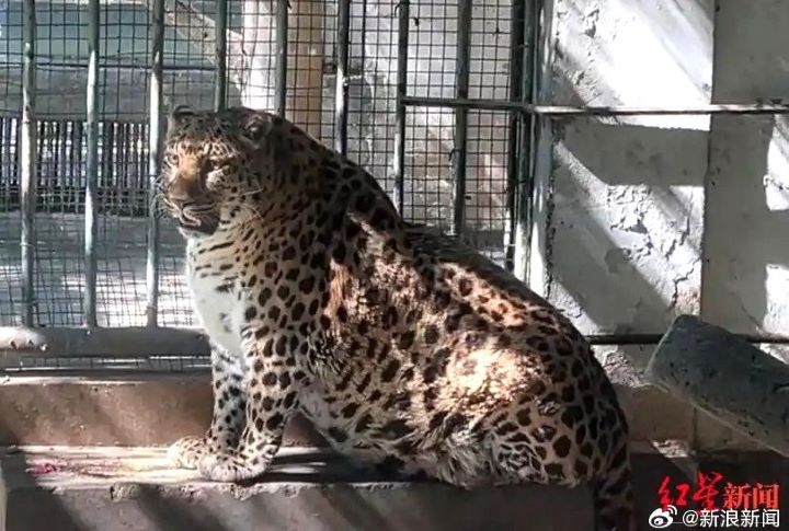   「豹警官」走紅後，攀枝花動物園也因這隻胖豹受到全大陸關注。「豹警官」更被任命為「攀枝花文旅榮譽局長」，成為當地文旅宣傳的重要IP。圖/取自紅星新聞
