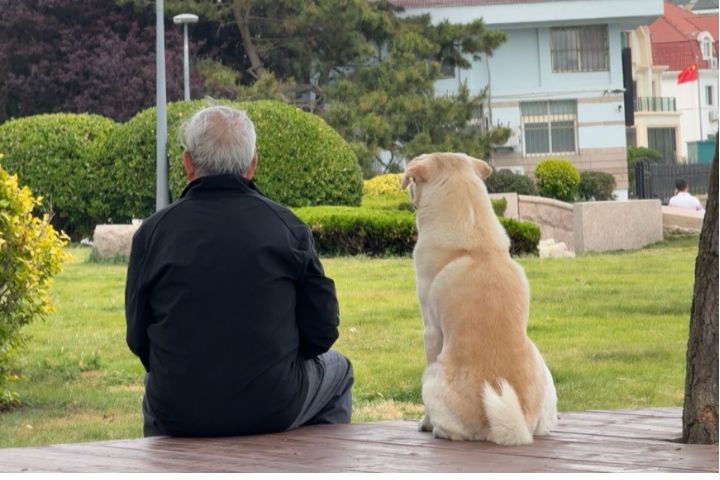 狗是寵物也是枷鎖？老年人情感寄託背後藏著心理警訊