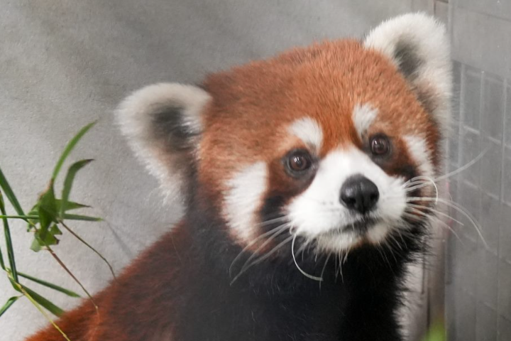 上海小貓熊平安抵台　最快7月北市動物園亮相 
