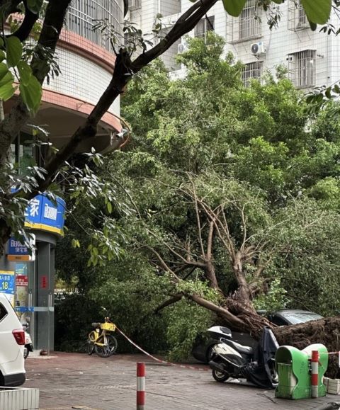 「樺加沙」颱風肆虐港澳後登陸廣東,將路旁大樹輕鬆推倒。圖/取自小兔球球廚微博