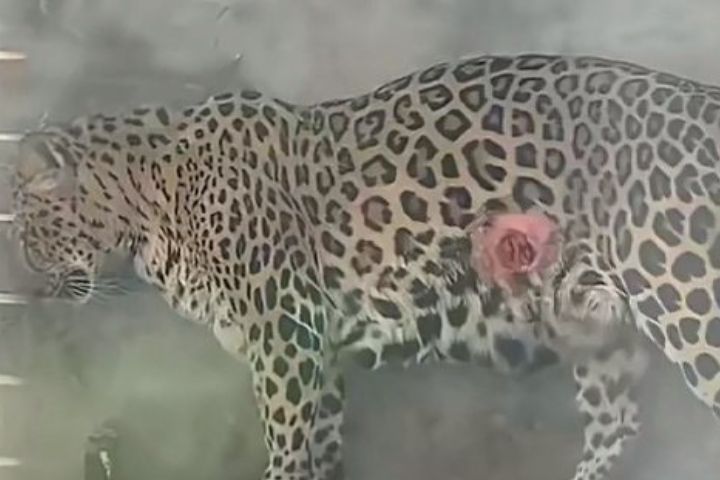 太愛乾淨反而麻煩？華南虎園一隻豹子肚子出現大洞