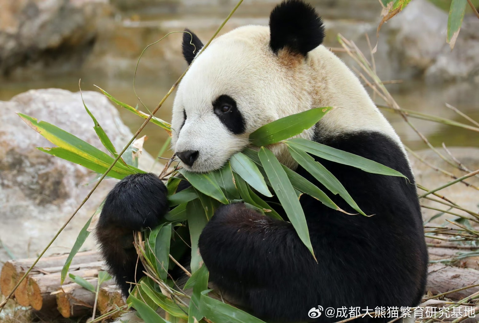 大貓熊剛確定懷孕 3天就生娃 專家：這很正常