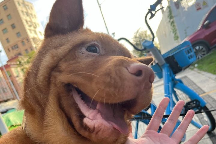 忠誠、聰明、耐力好，五紅犬非常通人性。圖/取自微博