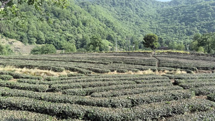  文縣碧口鎮、中廟鎮、范壩鎮等地數萬畝茶園，種植的竟龍井43與中茶108等優良茶樹。圖/記者陳素貞攝