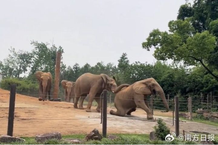 大象被「霸凌」？上海野生動物園非洲象群管理引熱議