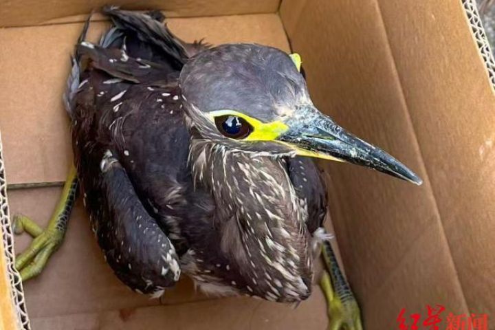 全球僅千隻！「世界最神秘鳥類」海南鳽四川受傷獲救