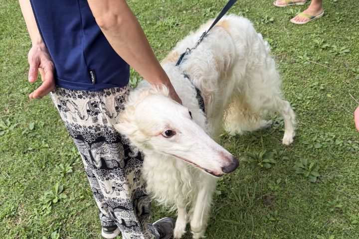 俄羅斯獵狼犬屬於「能動能靜」的犬種,在室內多半安靜沉穩,但需定期釋放精力,偏好開闊空間奔跑。圖/記者楊俊斌攝