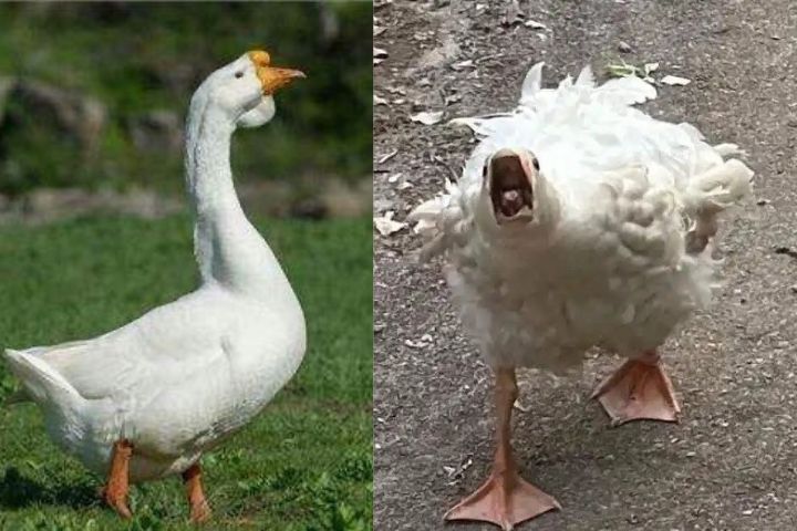 農村霸主「戰鬥鵝」憑什麼敢鬥狗、遏蛇、撲虎？