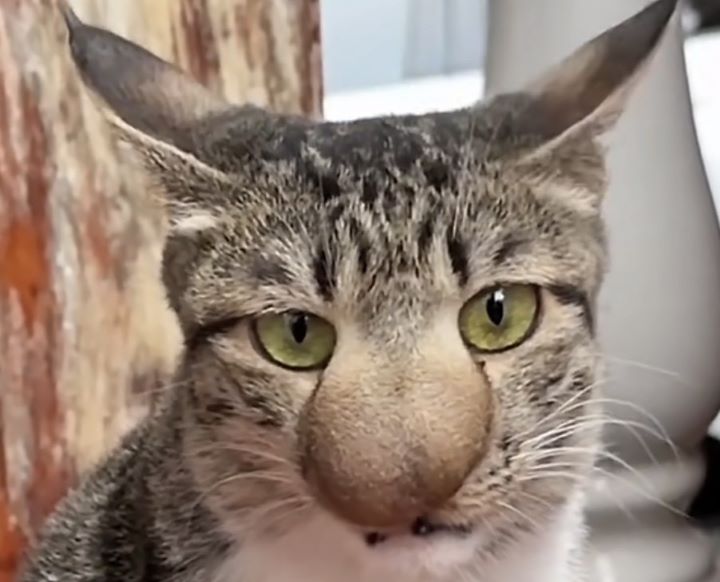 貓咪被蜜蜂螫多數僅為局部紅腫，但仍有風險演變為急性過敏反應。圖/取自微博影片