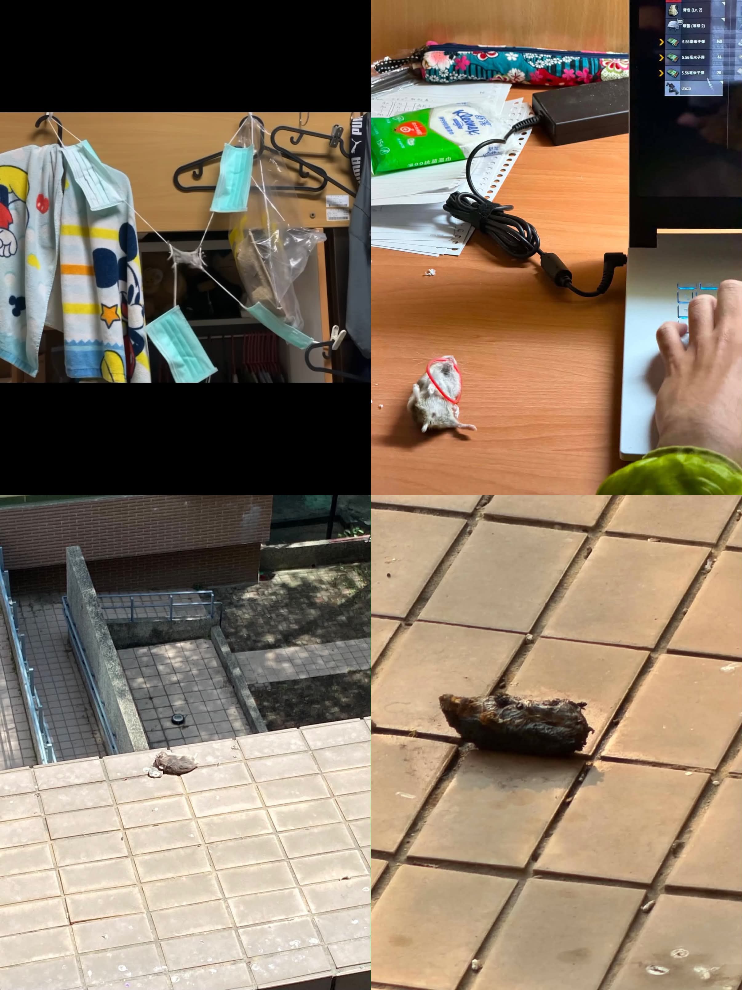 高雄大學一名陳姓大四應屆畢業生，近日被同儕爆料其過去一年殘忍虐殺30至40隻倉鼠。圖/取自Threads