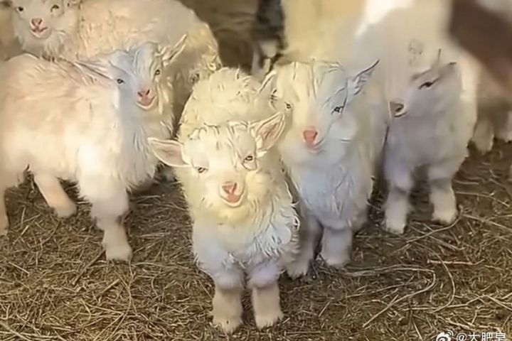 見大人秒裝死、遇小孩就復活　寧夏「戲精小羊」爆紅