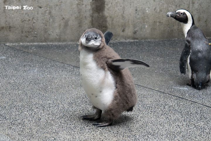 黑腳企鵝寶寶換羽大作戰！北市動物園「企鵝幼兒園」萌寶接力亮相