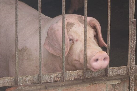非洲豬瘟廚餘處理成難題 環境部:研議全面加裝監視設備