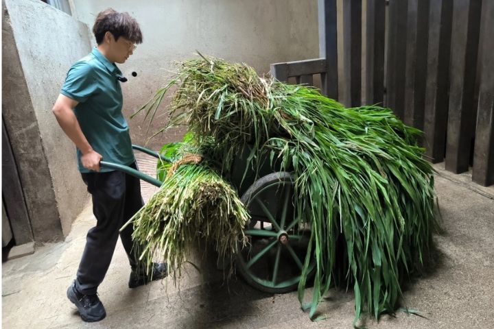   夏季兩隻河馬一天要吃掉6捆青草，每捆約15公斤，另外還有顆粒飼料、胡蘿蔔等食物。圖/取自九派新聞