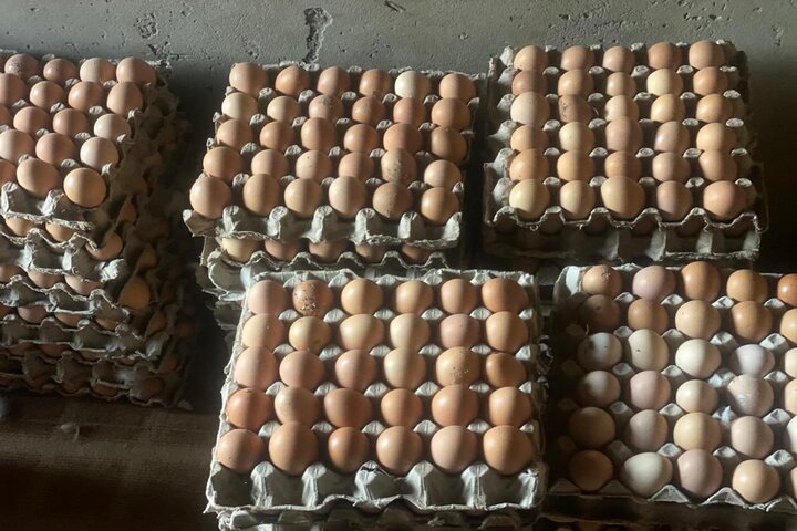 針對5580萬顆過期進口蛋，農業部表示4、5月再利用處理。參考圖片，非過期蛋/取自Jidderh《推特》