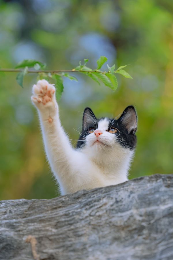 遭動物抓咬後,應立即以肥皂及大量清水沖洗傷口至少15分鐘。圖/取自微博