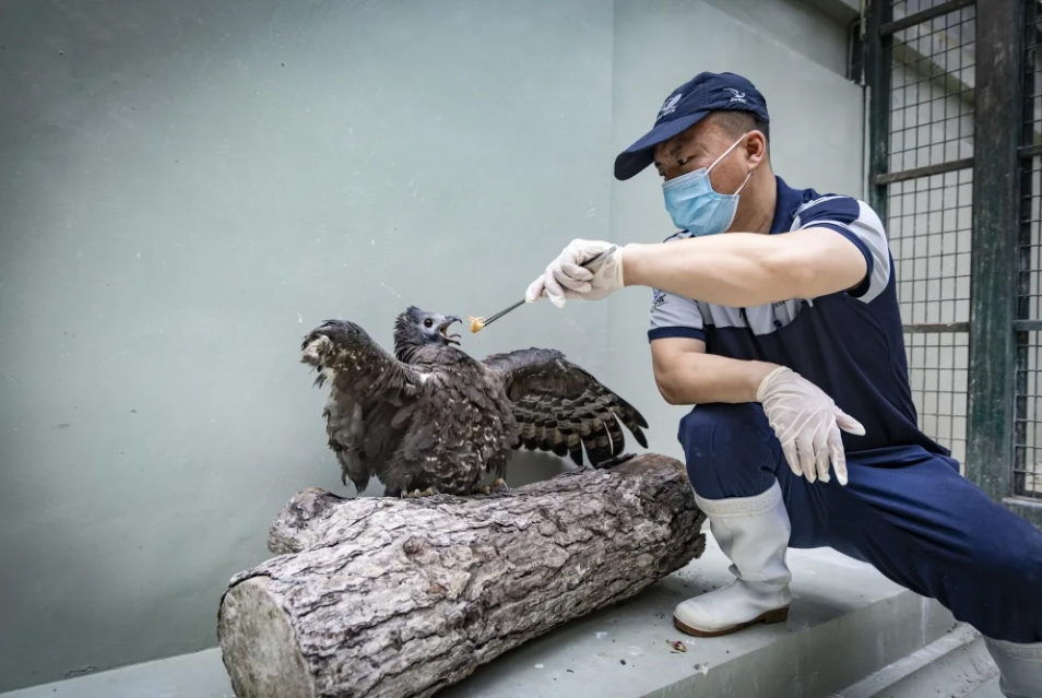 6月6日，北京市野生動物救護中心救護員許樹群，正給一隻右翅截斷的鳳頭蜂鷹餵食。圖/取自《新京報》