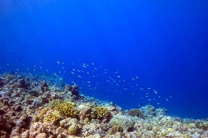 大陸發表黃岩島珊瑚礁生態報告　控頻繁侵闖軍事活動構成威脅