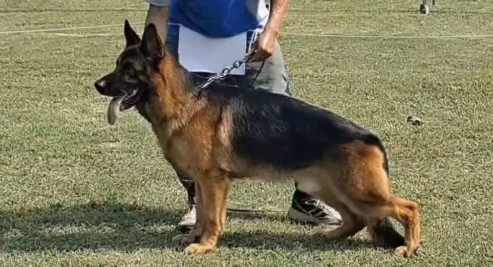 德國狼犬因為體型高大，外觀威猛。圖/截中華民國警犬訓練協會社團影片