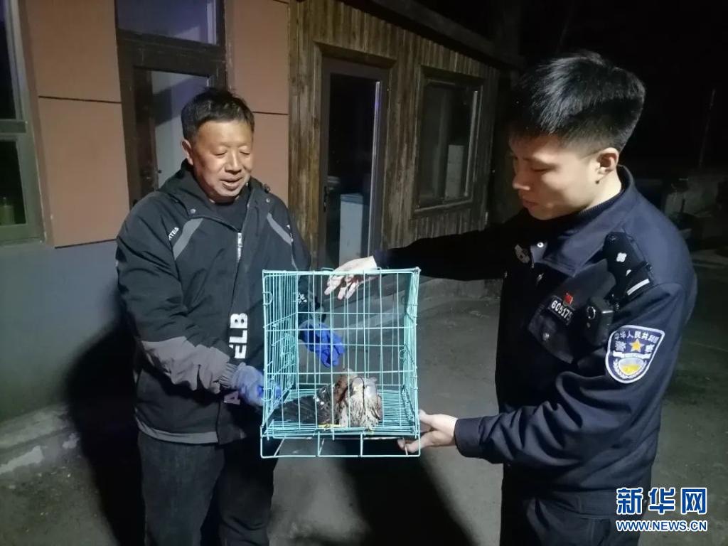 山東青島城陽警方救助一隻大陸國家二級保護動物——紅隼幼鳥。圖/取自新華網