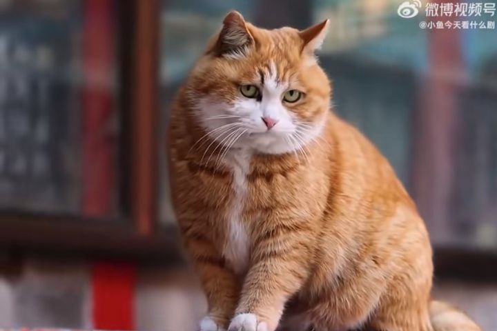 帕帕其實並不怯懦,反而是「貓界小霸王」:常常搶別的貓糧,甚至在宮貓之間地位頗高。圖/取自小魚今天看什麼劇微博