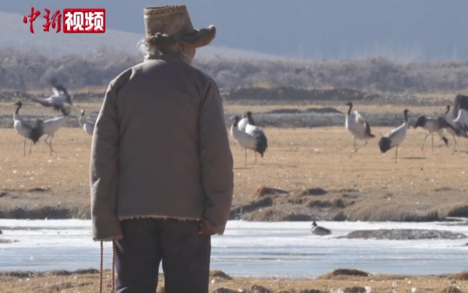 【有片】黑頸鶴的守護者 日喀則老人旦增的家族傳承