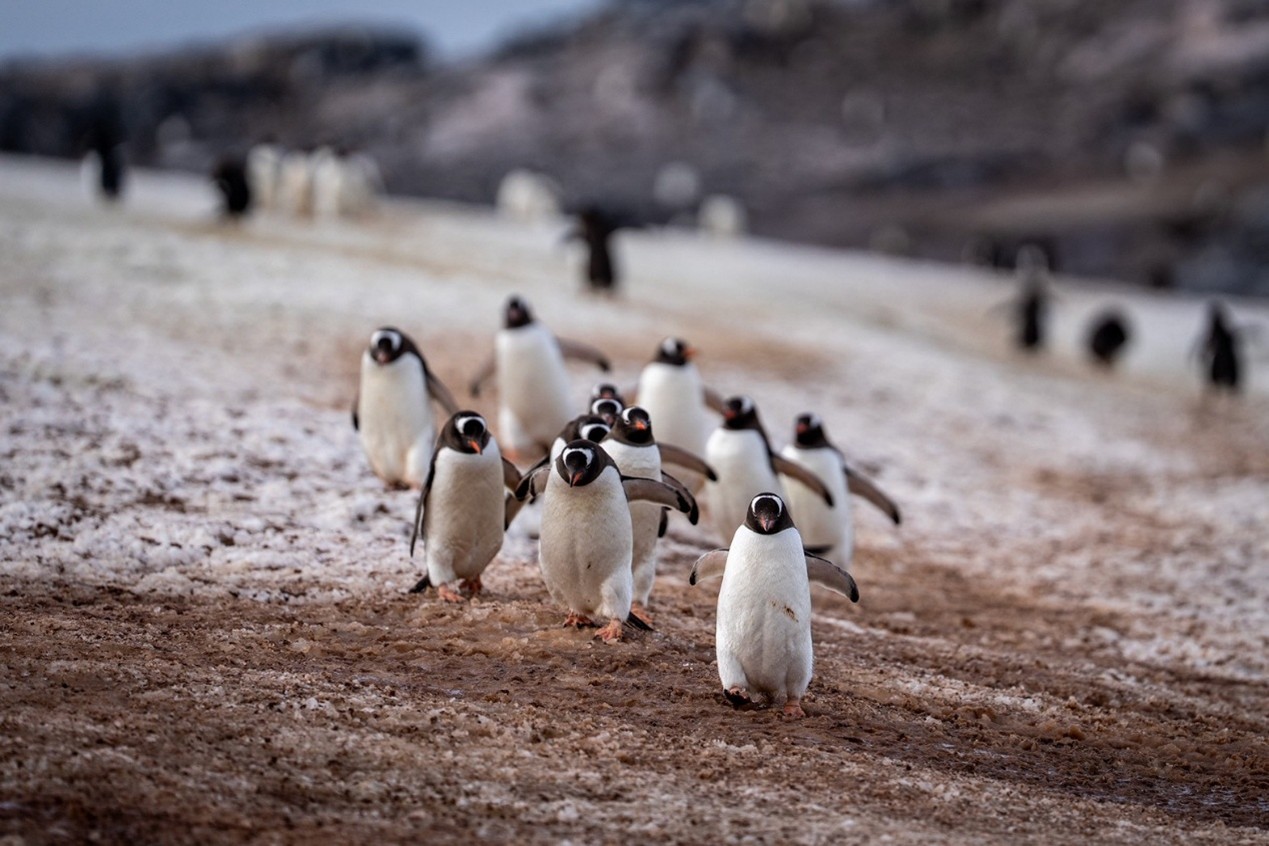 成群結隊的巴布亞企鵝。圖／開元周遊提供