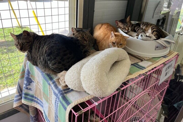 輻射冷卻影響日夜溫差大　17縣市防10度以下低溫