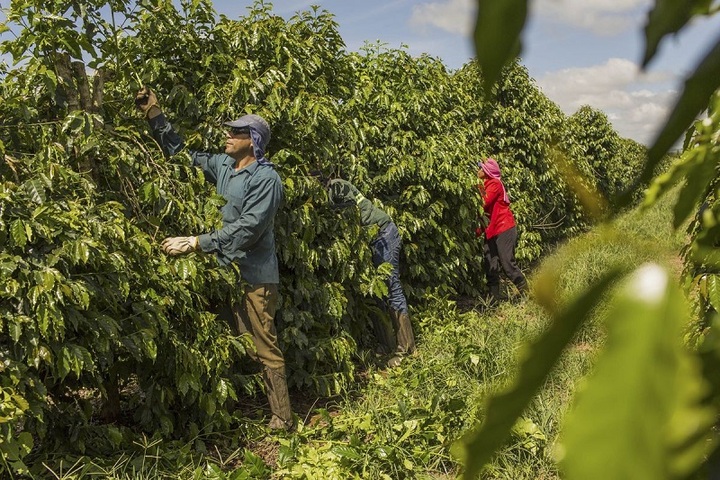 巴西與越南都因極端氣候導致咖啡大量減產。圖/取自Coffee XLIII官方《推特》